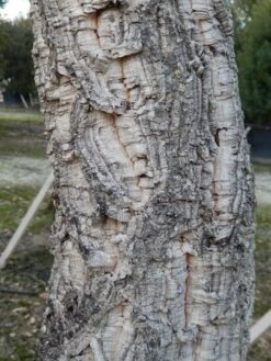 Kurkeik (Quercus Suber) -PlantenPracht Winkel quercus suber 3 2 2