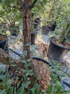 Kurkeik Meerstammig (Quercus Suber) 35 Kurkeik Meerstammig (Quercus Suber) -PlantenPracht Winkel quercus suber meerstammig 1 1