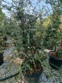 Kurkeik Meerstammig (Quercus Suber) 36 Kurkeik Meerstammig (Quercus Suber) -PlantenPracht Winkel quercus suber meerstammig 2 1 1