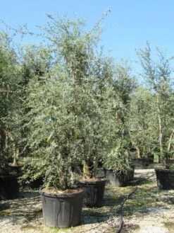 Kurkeik Meerstammig (Quercus Suber) 22 Kurkeik Meerstammig (Quercus Suber) -PlantenPracht Winkel quercus suber meerstammig 4 1