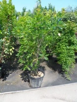 Oostenrijkse Eik (Quercus Turneri 'Pseudoturneri') -PlantenPracht Winkel quercus turneri pseudoturneri 125 150 175 c35