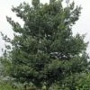 Steeneik Als Boom (Quercus Ilex)