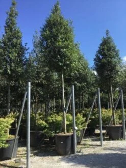 Steeneik Als Boom (Quercus Ilex) -PlantenPracht Winkel quercusilexv01