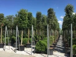 Steeneik Als Boom (Quercus Ilex) -PlantenPracht Winkel quercusilexv04