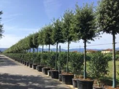 Steeneik Als Boom (Quercus Ilex) -PlantenPracht Winkel quercusilexv05