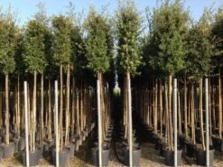 Steeneik Als Boom (Quercus Ilex) -PlantenPracht Winkel quercusilexv11