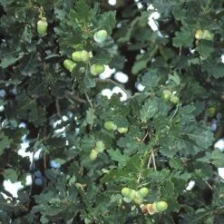 Zomereik, Bosplantsoen (Quercus Robur) -PlantenPracht Winkel qurobur 5