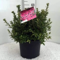 Japanse Azalea (Rhododendron 'Madame Van Hecke') 24 Japanse Azalea (Rhododendron 'Madame Van Hecke') -PlantenPracht Winkel r. aj mme van hecke c10