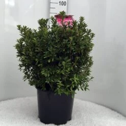 Japanse Azalea (Rhododendron 'Madame Van Hecke') -PlantenPracht Winkel r. aj mme van hecke c15 1