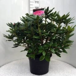 Rhododendron (Rhododendron 'Cosmopolitan') -PlantenPracht Winkel r. cosmopolitan c20 1