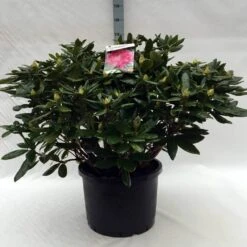 Rhododendron (Rhododendron 'Cosmopolitan') -PlantenPracht Winkel r. cosmopolitan c40 1