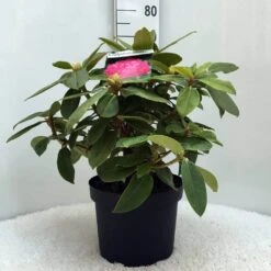 Rhododendron (Rhododendron 'Germania') 35 Rhododendron (Rhododendron 'Germania') -PlantenPracht Winkel r. germania c10 50 cm