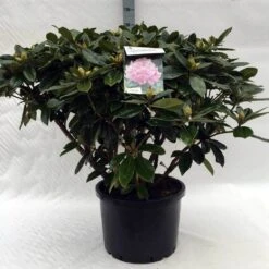 Rhododendron (Rhododendron 'Gomer Waterer') -PlantenPracht Winkel r. gomer waterer c40