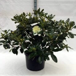 Rhododendron (Rhododendron 'Horizon Monarch') -PlantenPracht Winkel r. horizon monarch c40 1