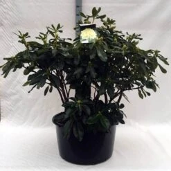 Rhododendron (Rhododendron 'Horizon Monarch') -PlantenPracht Winkel r. horizon monarch c80 1