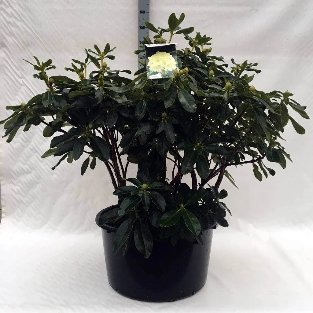 Rhododendron (Rhododendron 'Horizon Monarch') 18 Rhododendron (Rhododendron 'Horizon Monarch') - Afbeelding 16