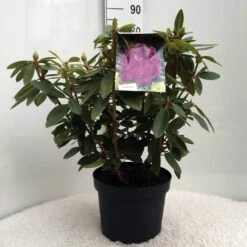 Rhododendron (Rhododendron 'Kokardia') -PlantenPracht Winkel r. kokardia c10 50 cm