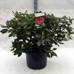 Rhododendron (Rhododendron 'Lord Roberts') -PlantenPracht Winkel r. lord roberts c40 3