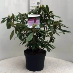 Rhododendron (Rhododendron 'Marcel Menard') -PlantenPracht Winkel r. marcel menard c10 50 cm 2