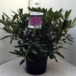 Rhododendron (Rhododendron 'Marcel Menard') -PlantenPracht Winkel r. marcel menard c20 2