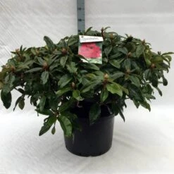 Rhododendron (Rhododendron 'Marie Forte') 22 Rhododendron (Rhododendron 'Marie Forte') -PlantenPracht Winkel r. marie forte c40