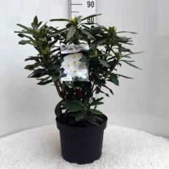 Rhododendron (Rhododendron 'Madame Masson') -PlantenPracht Winkel r. mme masson c10 50 cm 2