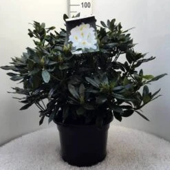 Rhododendron (Rhododendron 'Madame Masson') -PlantenPracht Winkel r. mme masson c20 2