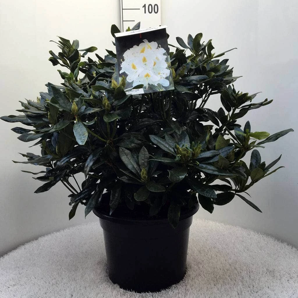 Rhododendron (Rhododendron 'Madame Masson') 16 Rhododendron (Rhododendron 'Madame Masson') - Afbeelding 14