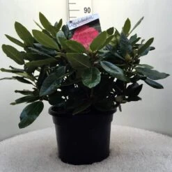 Rhododendron (Rhododendron 'American Beauty') 19 Rhododendron (Rhododendron 'American Beauty') -PlantenPracht Winkel r. p.a. beauty c20 2