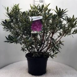 Bosrhododendron (Rhododendron Ponticum 'Variegatum') -PlantenPracht Winkel r. pont. variegatum c20 1