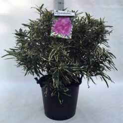 Bosrhododendron (Rhododendron Ponticum 'Variegatum') -PlantenPracht Winkel r. pont. variegatum c30 1