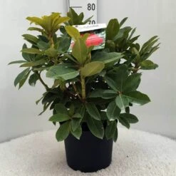 Rhododendron (Rhododendron 'Red Jack') -PlantenPracht Winkel r. red jack c10 50 cm 2