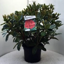 Rhododendron (Rhododendron 'Red Jack') -PlantenPracht Winkel r. red jack c20 2