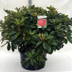 Rhododendron (Rhododendron 'Red Jack') -PlantenPracht Winkel r. red jack c80 1