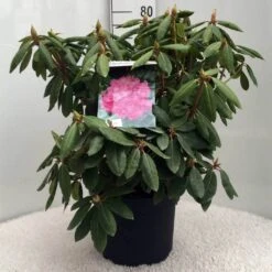 Rhododendron (Rhododendron 'Roseum Elegans') -PlantenPracht Winkel r. roseum elegans c10 50 cm