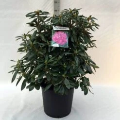 Rhododendron (Rhododendron 'Roseum Elegans') -PlantenPracht Winkel r. roseum elegans c30 2