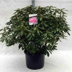 Rhododendron (Rhododendron 'Roseum Elegans') -PlantenPracht Winkel r. roseum elegans c40 1