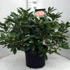Rhododendron (Rhododendron 'Virginia Richards') -PlantenPracht Winkel r. virg. richards c20 2