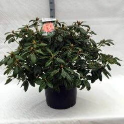 Rhododendron (Rhododendron 'Virginia Richards') -PlantenPracht Winkel r. virginia richards c40
