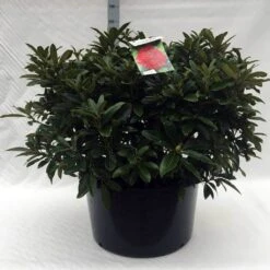 Rhododendron (Rhododendron 'Wilgen's Ruby') -PlantenPracht Winkel r. wilgens ruby c80 2