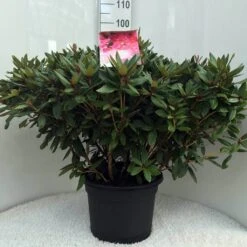 Rhododendron (Rhododendron 'Winsome') -PlantenPracht Winkel r. winsome c20