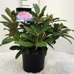 Rhododendron (Rhododendron 'Doc') -PlantenPracht Winkel r. y doc c5 1