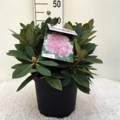 Dwergrhododendron (Rhododendron 'Dreamland') -PlantenPracht Winkel r. y dreamland c5 2