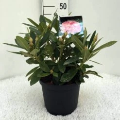 Rhododendron (Rhododendron 'Percy Wiseman') -PlantenPracht Winkel r. y percy wiseman c5 2