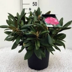 Dwergrhododendron (Rhododendron 'Polaris') -PlantenPracht Winkel r. y polaris c5 2