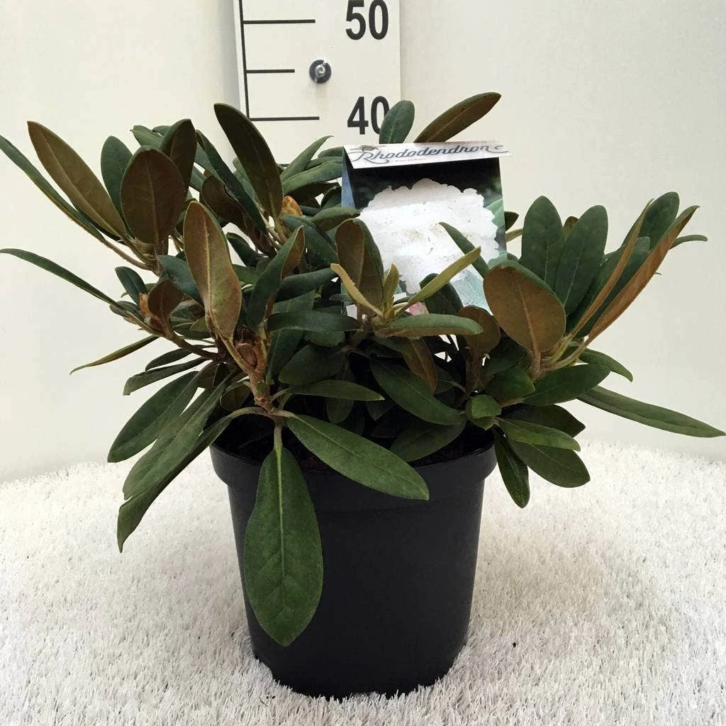 Dwergrhododendron (Rhododendron 'Porzellan') 8 Dwergrhododendron (Rhododendron 'Porzellan') - Afbeelding 6