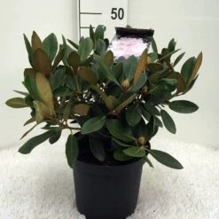 Dwergrhododendron (Rhododendron 'Silberwolke') -PlantenPracht Winkel r. y silberwolke c5