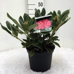 Rhododendron (Rhododendron 'Sneezy') -PlantenPracht Winkel r. y sneezy c5 1