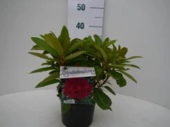 Rhododendron (Rhododendron 'Red Jack') -PlantenPracht Winkel red jack c2 voor 1