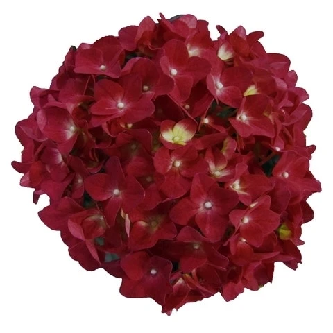Hortensia Red Reggae (Hydrangea 'Music Collection') 4 Hortensia Red Reggae (Hydrangea 'Music Collection') - Afbeelding 2